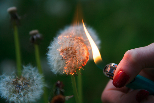 dandelion, fire and flower