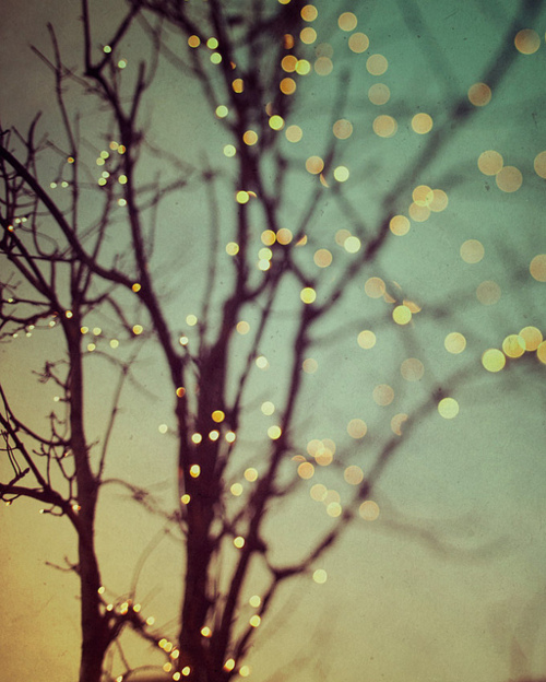 light-lights-sunset-tree-twilight-twinkl