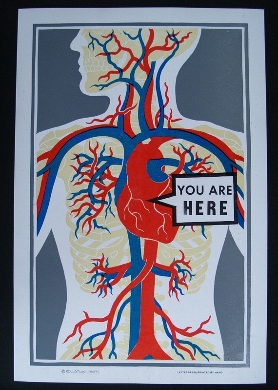 anatomy, are and heart