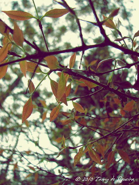 autumn, folhas and leaves