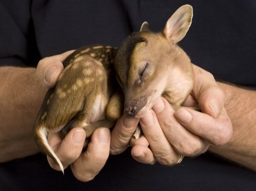 awn, baby and bambi