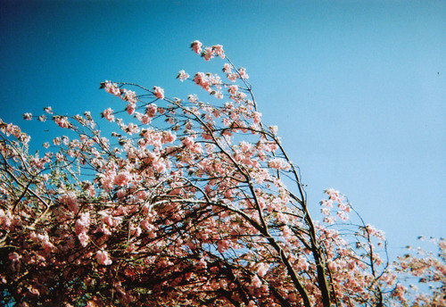 blossom, blossoms and cherry