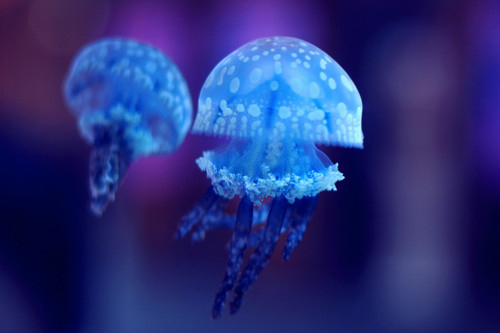 blue, cute and jelly fish