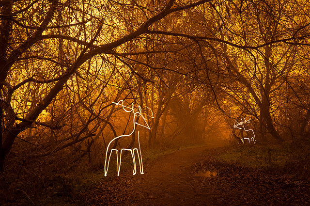 cute deer drawing