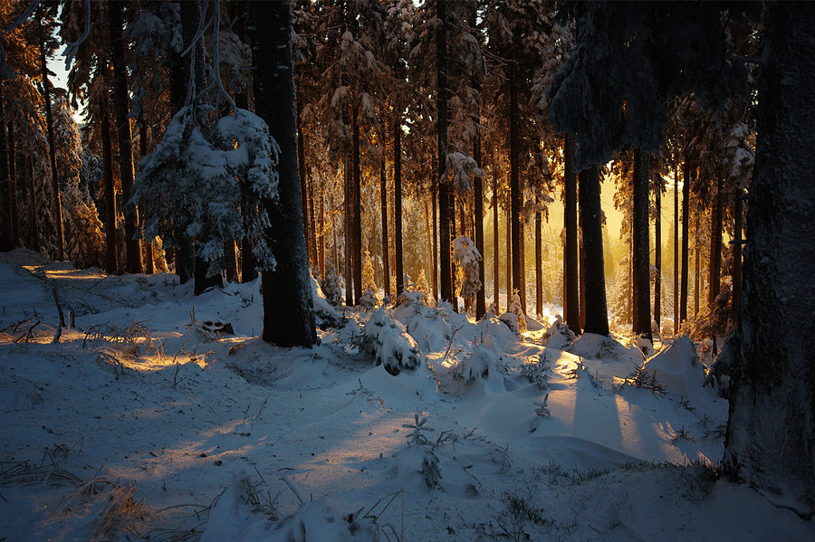 forest, ray and snow
