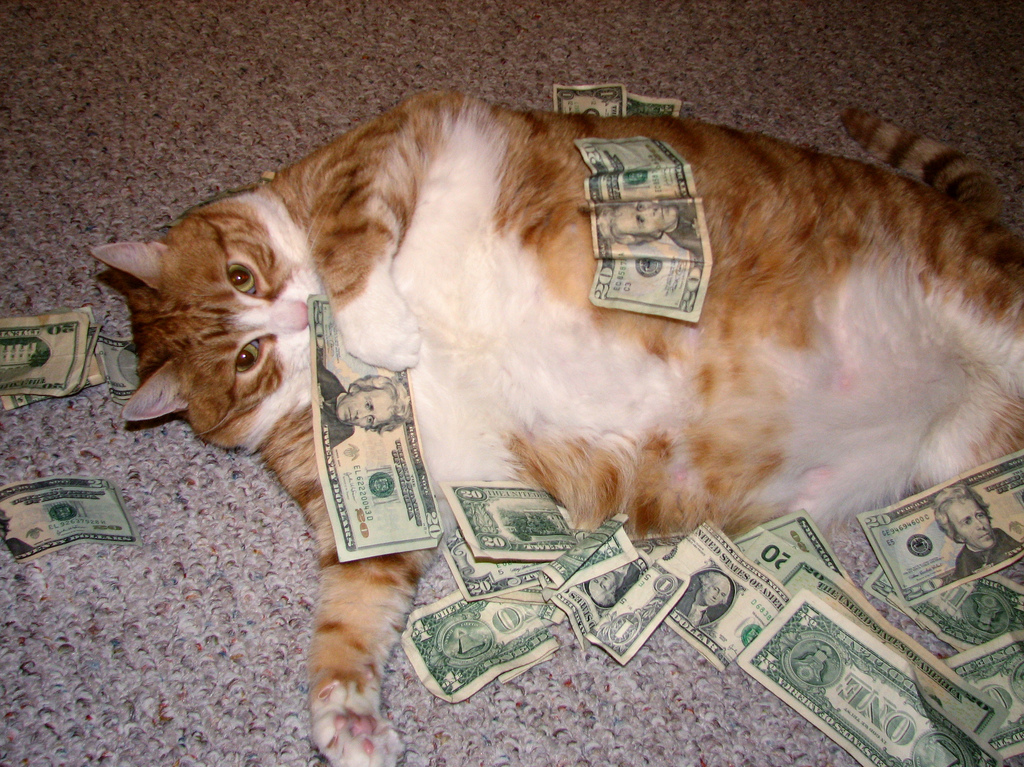 cat, lol and money
