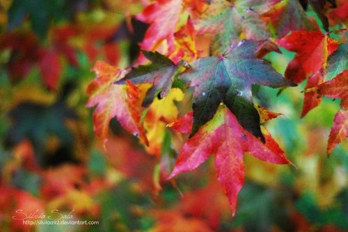 autumn, bokeh and cathcy