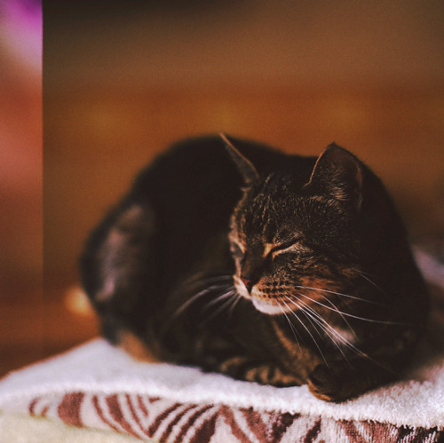 autumn, cat, darkroom, fall, kitty, maine coon
