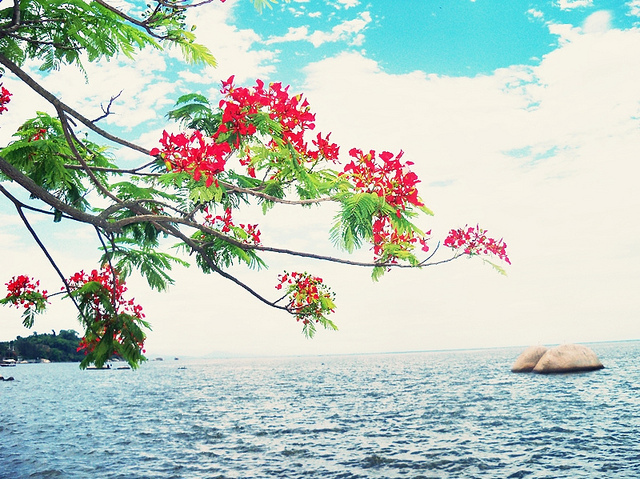 beach, colorful and flower