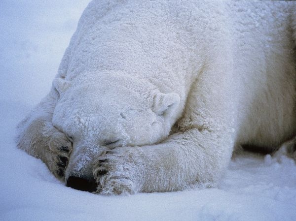 cold, ice and polar bear