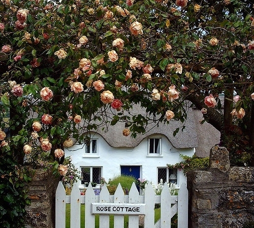 cottage, flowers and home