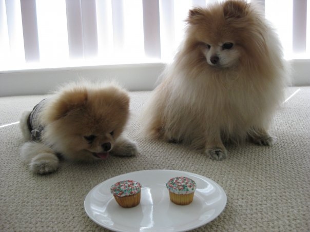 cupcake, cute and dog
