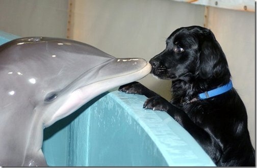 cute, dog and dolphin