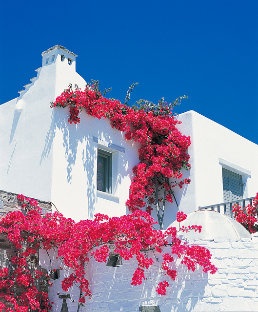 floral, flowers and greece