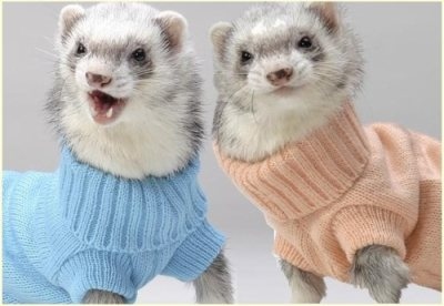 adorable,  cute and  ferrets