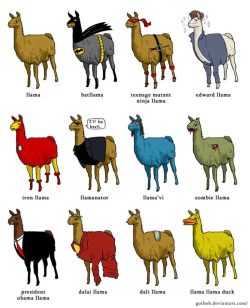 animal, fun and llama