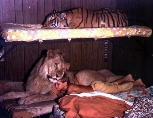 animals, bed and bedroom