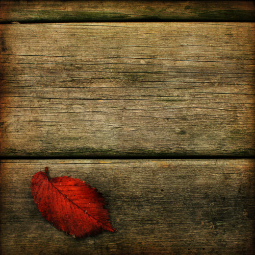 autumn, fall and leaf