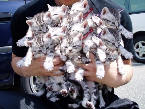 aww-cat-cats-cub-cat-cute-kitten-Favim.c