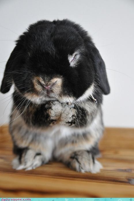baby, black and bunny