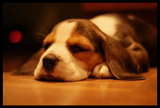 beagle, cute and dog
