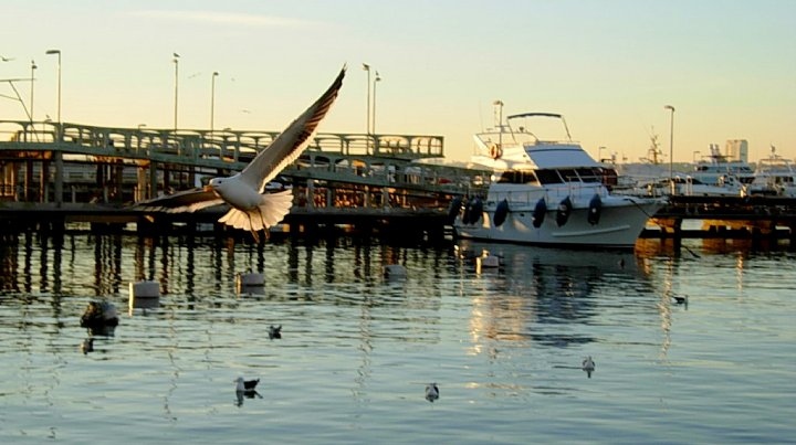 bird, boat and photo
