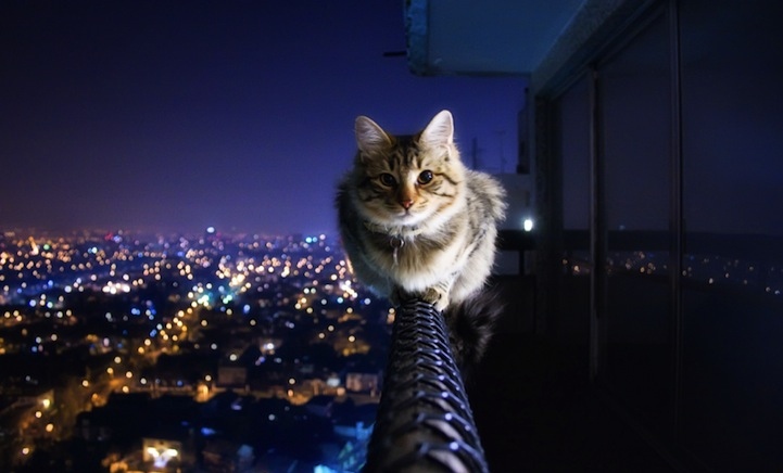 cat, cats and city
