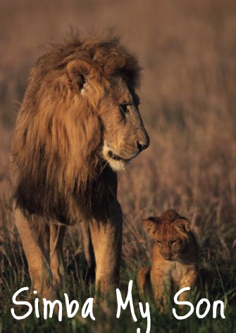 cub, cute and lion