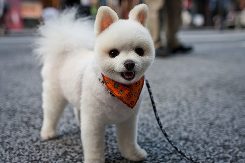 cute, dog and furry