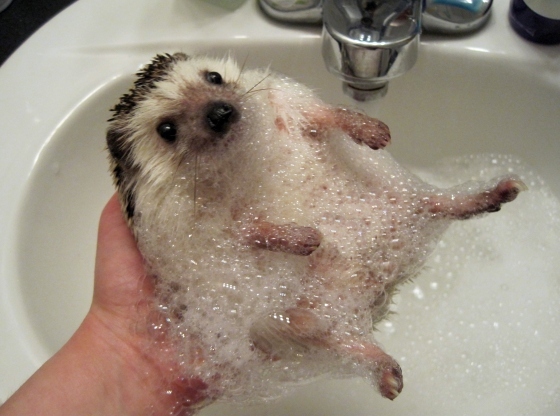 adorable, bath and bubbles