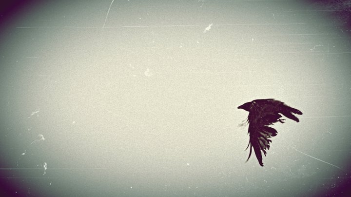 air, bird and black