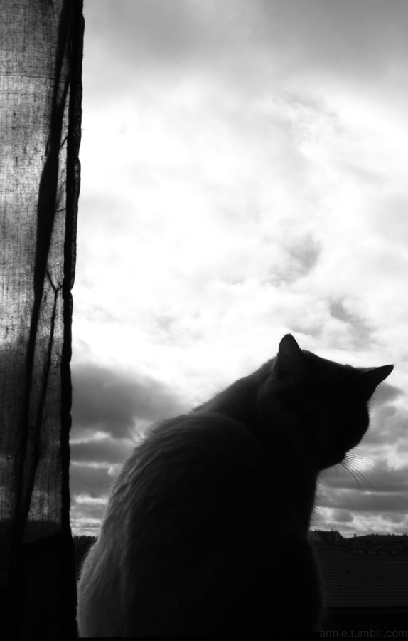 back light, black and white and cat