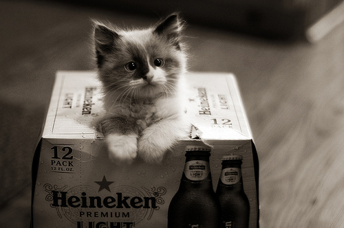 beautiful, beer and cat