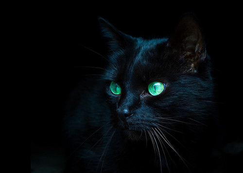 beautiful, black and cat