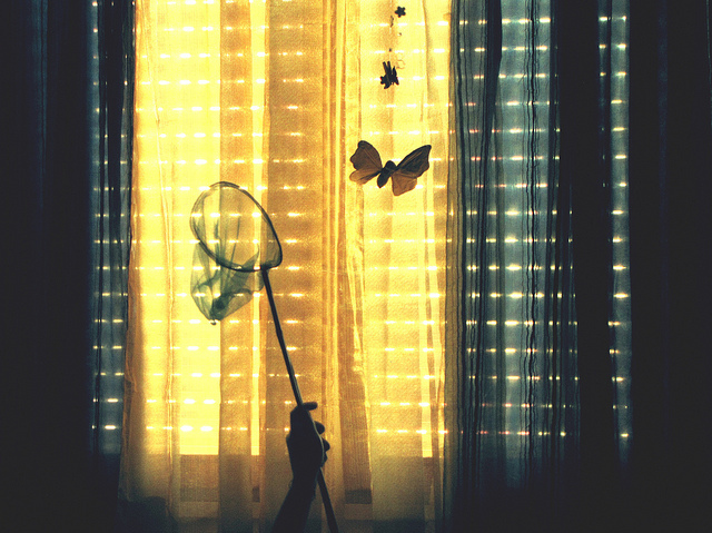 butterfly, catching and curtain