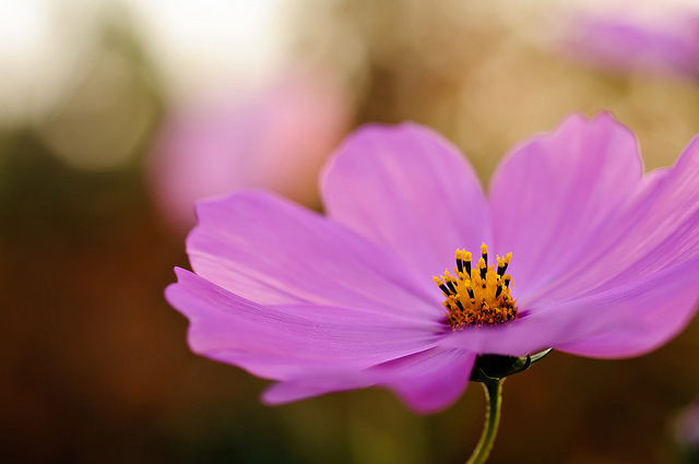 cosmos, lilac and pink