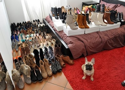 dog,  heels and  paradise