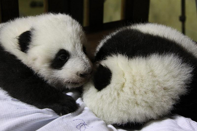 fluffy, friend and panda