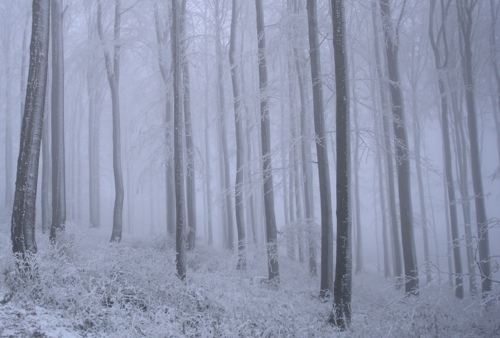 forest, frost and mist
