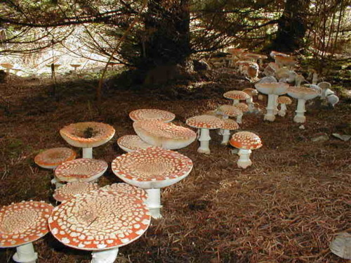 forest, mushrooms and nature
