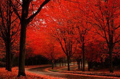 amazing,  autumn and  awesome