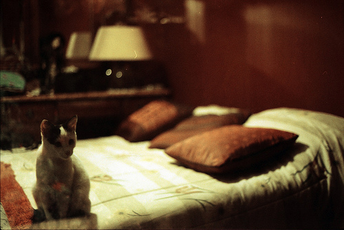 analog, bed and cat
