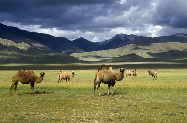animal, bactrian camel and camel