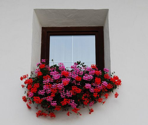 balcony, floral and flower