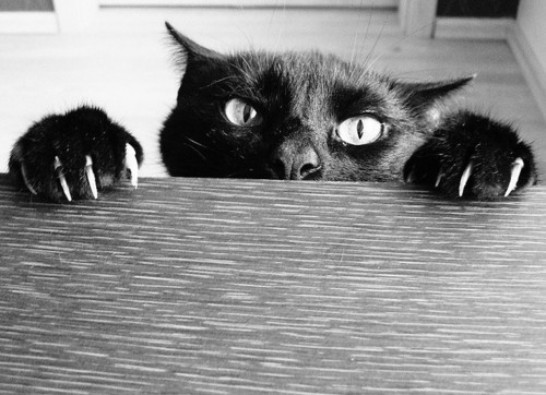 b&w, black and white and black cat