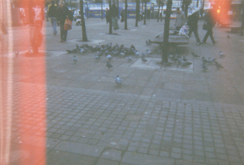 birds, city life and disposable camera