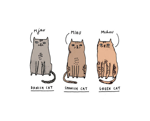 cat, cats and cute