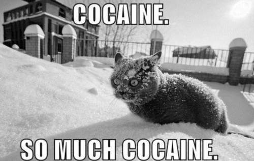 cat,  cocaine and  drugs