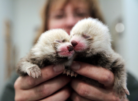 cub, cute, fluffy, friend, love, nose
