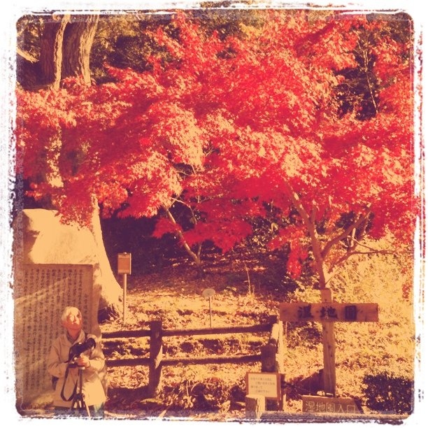 fall, japan and lord kevin